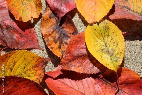 落ち葉のテクスチャ／「紅葉イメージ」や「秋イメージ」等の背景用素材として使用できる写真です。 