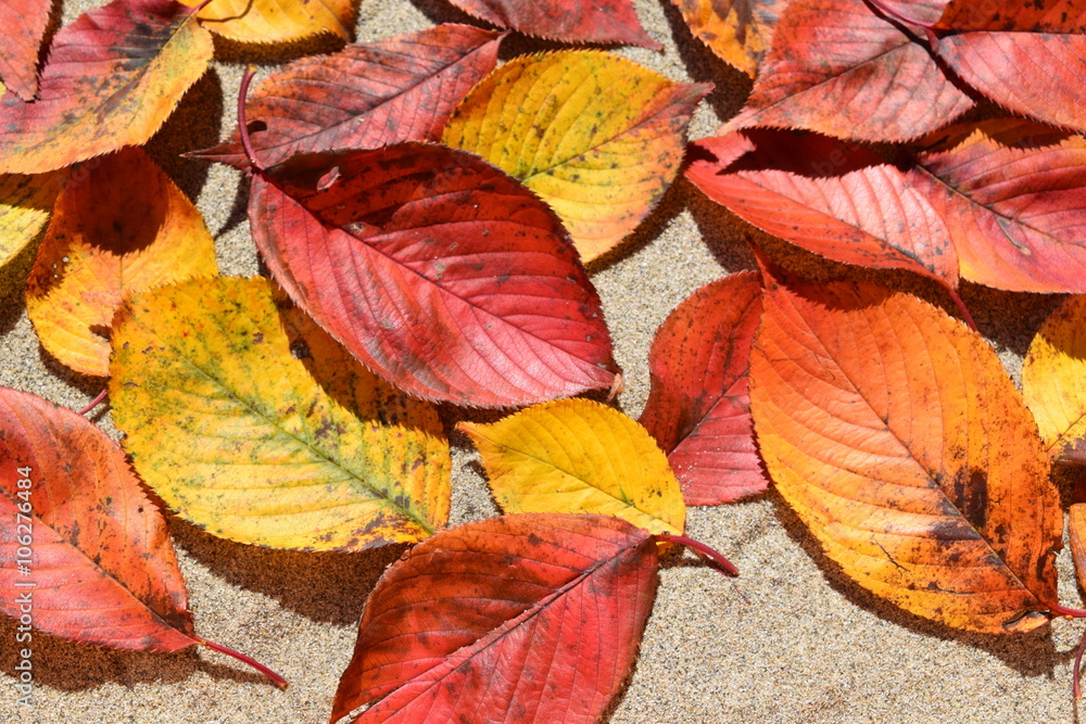 落ち葉のテクスチャ／「紅葉イメージ」や「秋イメージ」等の背景用素材として使用できる写真です。