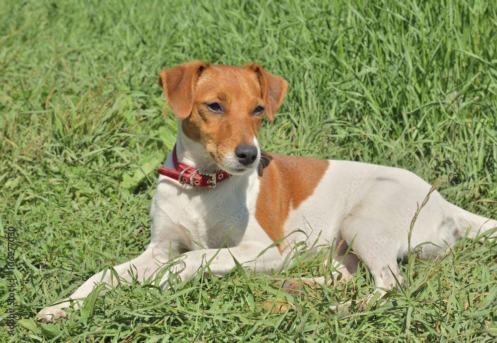 Parson Russell Terrier 10