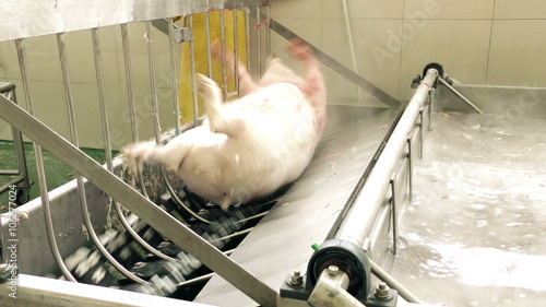 A pig carcass is transported on a conveyor through a washing station in a slaughterhouse in Ecuador, water spraying and metal railings visible, industrial meat processing equipment in operation.