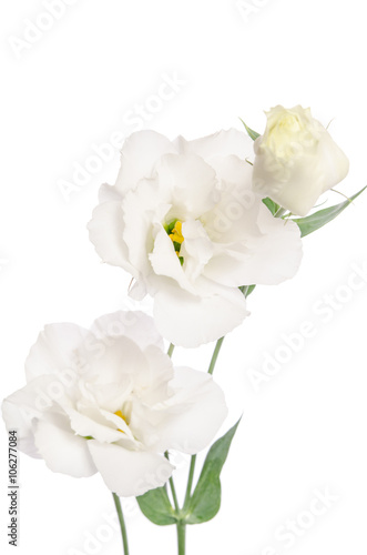 Beauty white flowers isolated on white. Eustoma