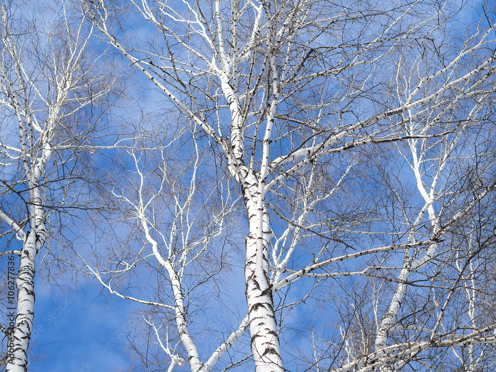 Obraz premium Tops of birch trees against the sky.