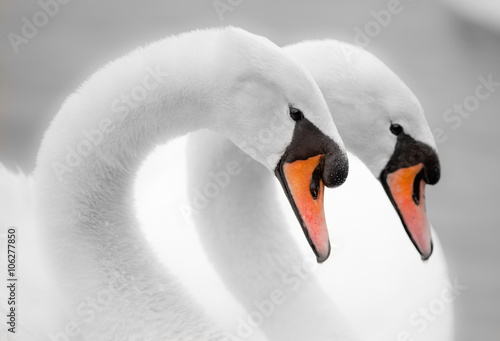 Fototapeta Naklejka Na Ścianę i Meble -  Romantic swan
