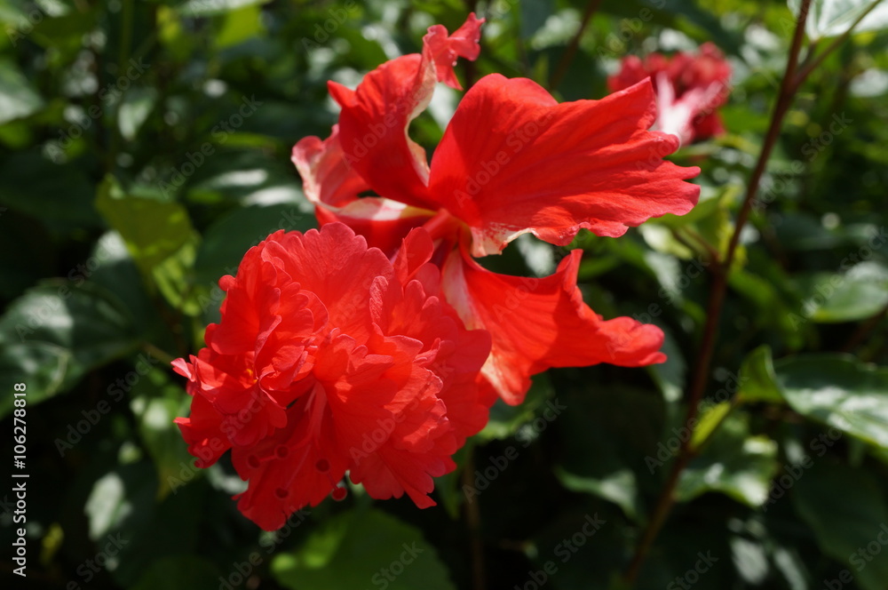 Double bloom red hibiscus flower Double bloom red hibiscus flower