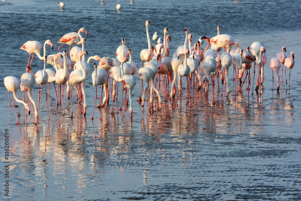 Obraz premium Flamingos in Walvisbay