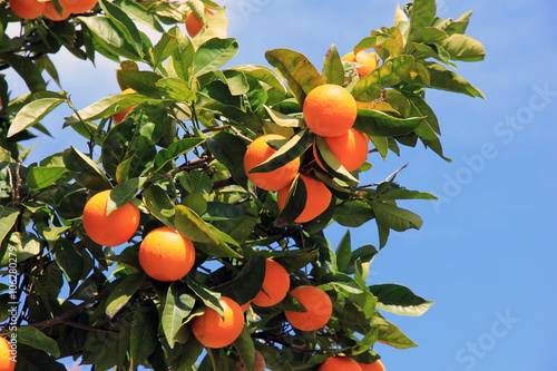Orangenbaum