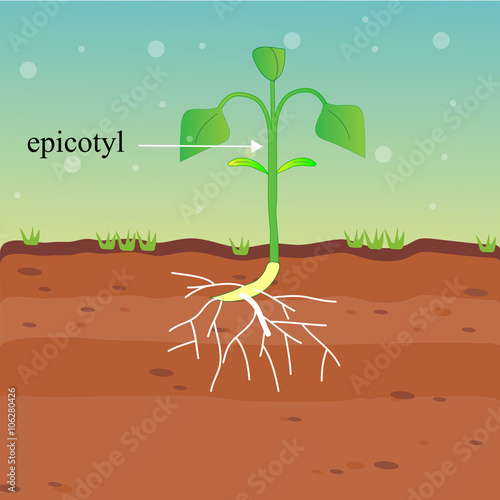 epicotyl