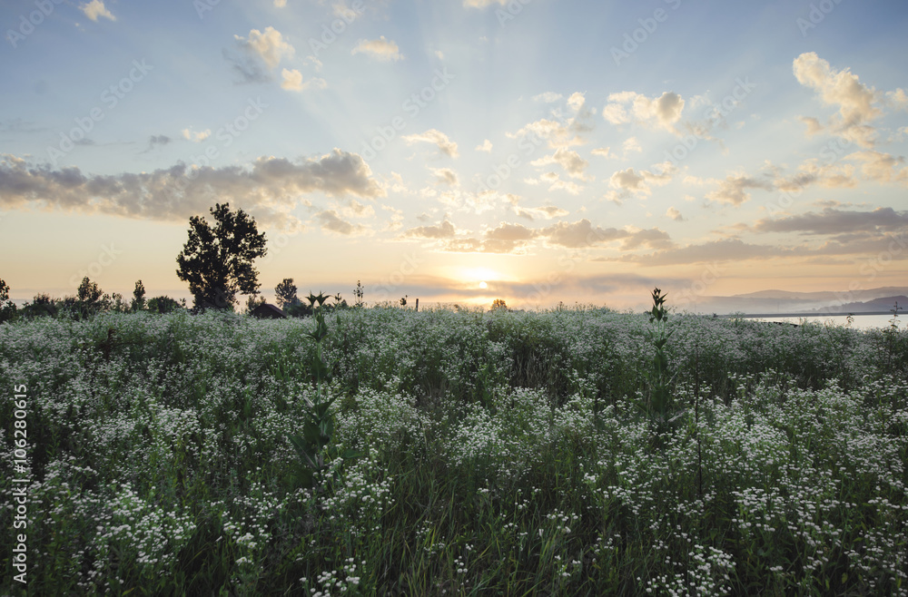 field of flowers at sunrise