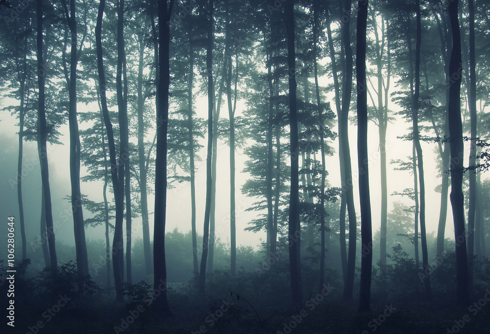 Naklejka premium krawędź lasu we mgle