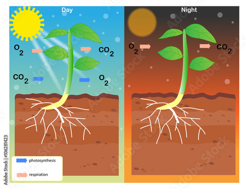 photosynthesis and respiration
