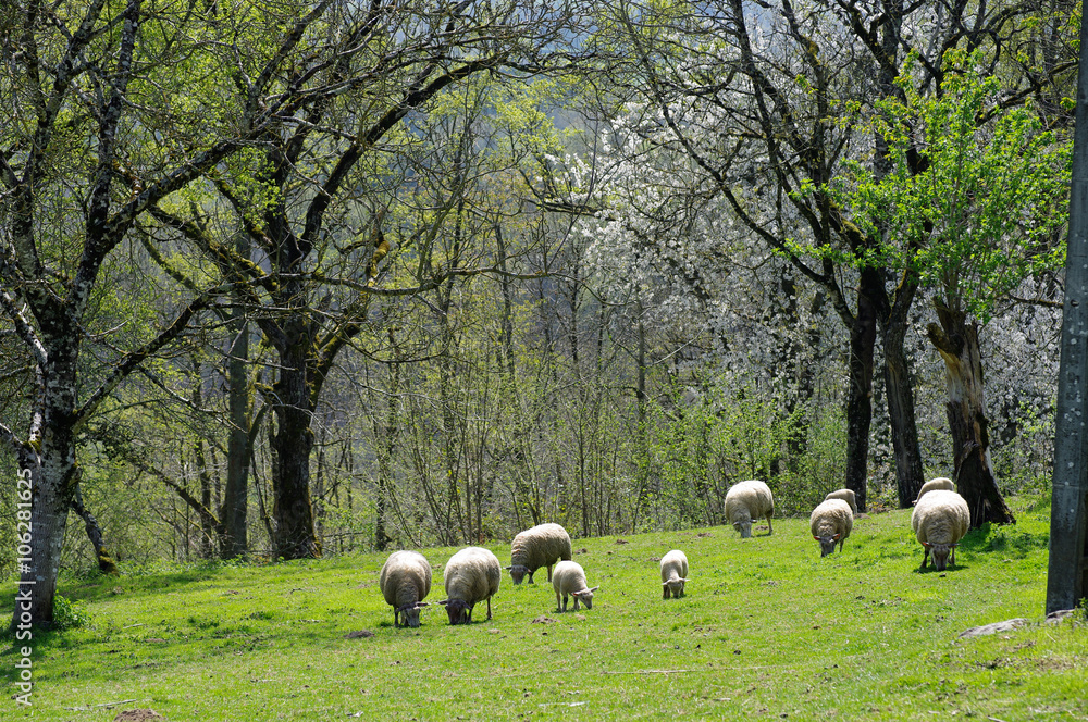 Obraz premium friedliches Bild weidender Schafe auf Frühlingswiese in Frankreich, Limousin, Corrèze, Schafe auf Weide