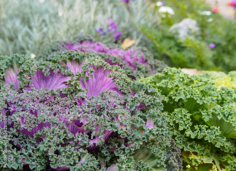 Obraz premium Ornamental Fringe Mix Kale Garden