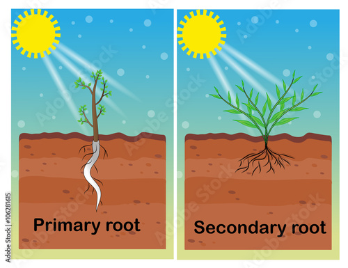 roots