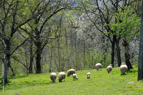 F, Limousin, Corrèze, Schafe auf Weide