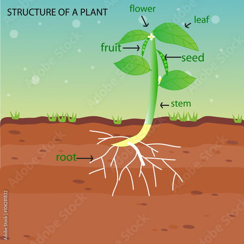 structure of plant