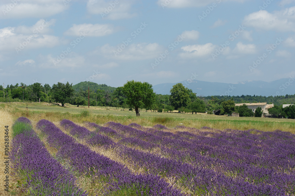Fototapeta premium Provence, Lavendelfeld mit Bäumen