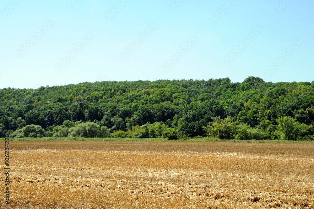 Field of ripe wheat on a background of forest Field of ripe wheat on a background of forest