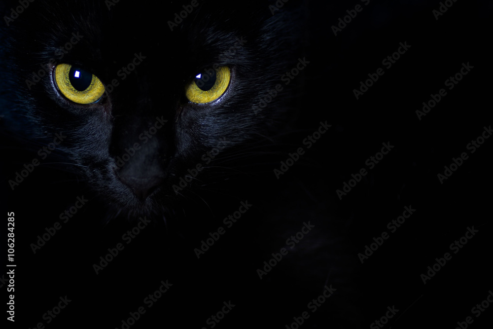 Naklejka premium Złote spojrzenie czarnego kota