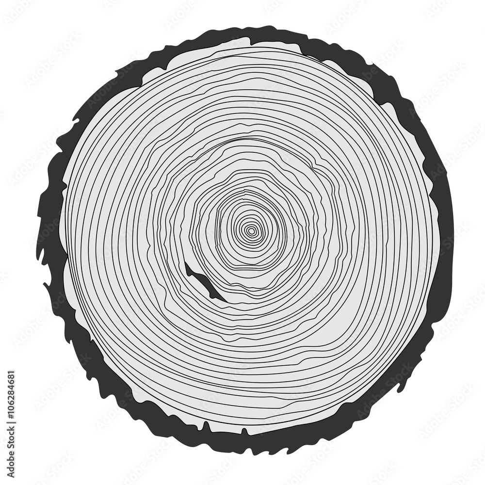 tree stump rings drawing