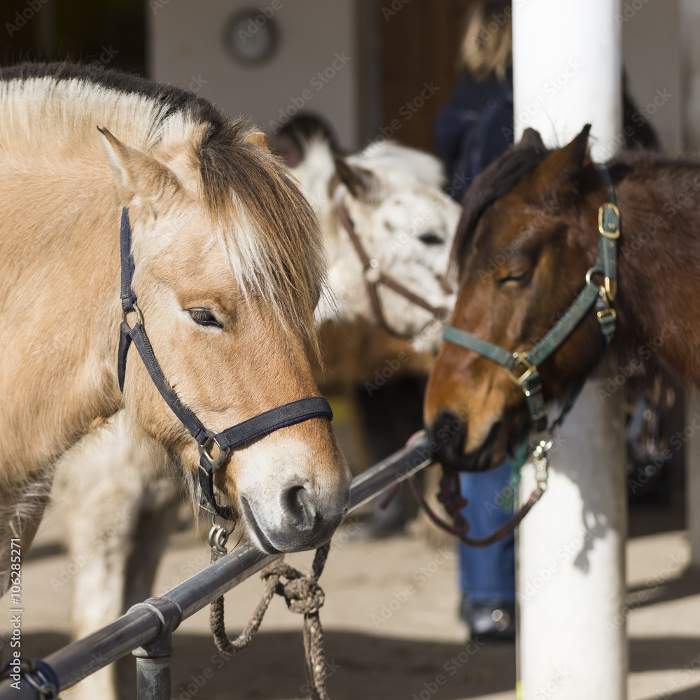 Fjordpferd und Ponys mit Halfter angeleint an Stange auf einem Reiterhof Fjordpferd und Ponys mit Halfter angeleint an Stange auf einem Reiterhof