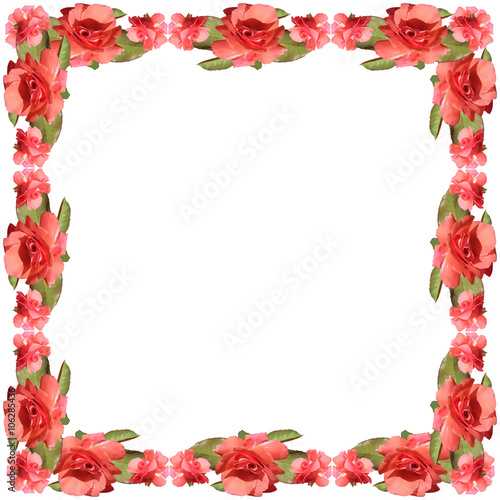 Coral Rose. Isolated 