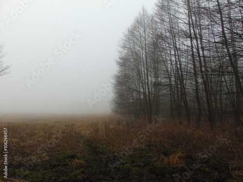 Gęsta mgła na granicy lasu i pola