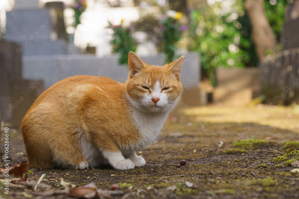 猫 猫