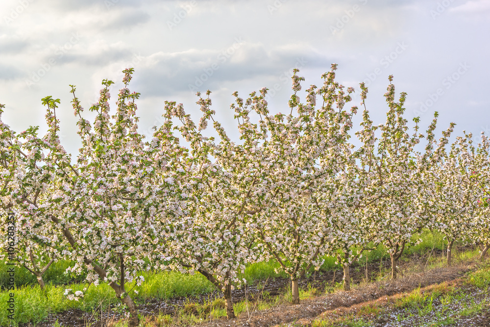 Obraz premium Blossoming apple orchard at sunset