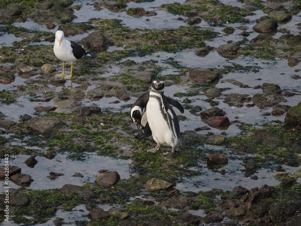 Obraz premium Magellanic penguin (Spheniscus magellanicus)