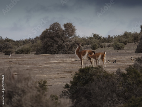 The guanaco (Lama guanicoe)