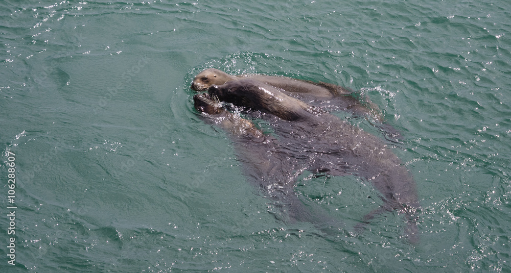 Obraz premium Patagonian Sea Lions