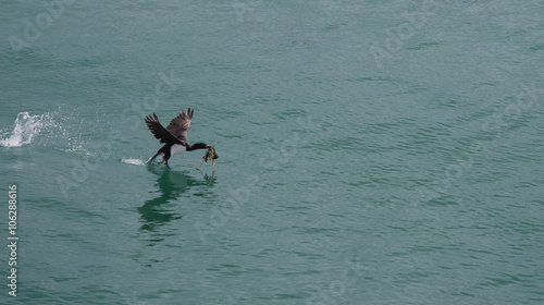 Magellanic cormorant in flight