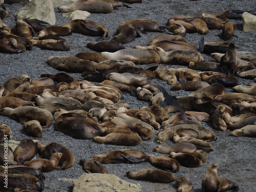 Colony of Patagonian Sea Lions