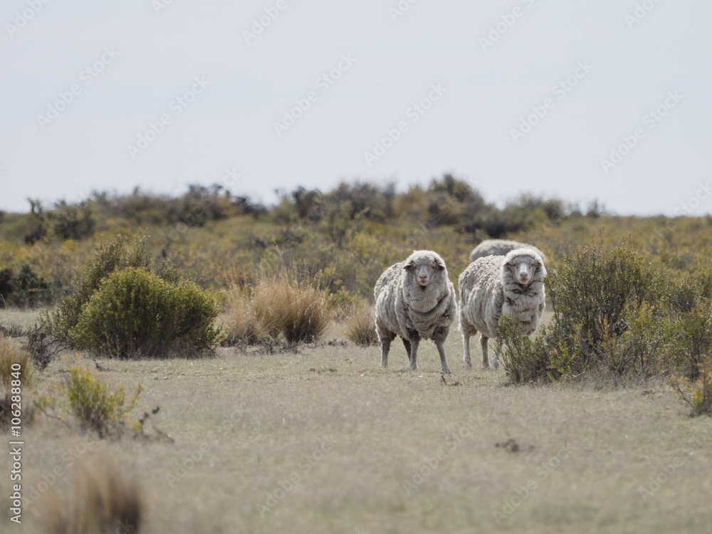 Fototapeta premium Patagonian sheep