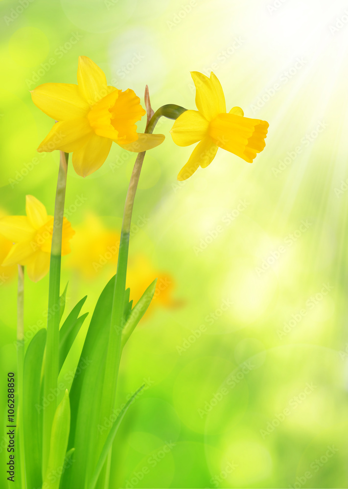 Fototapeta premium Narcissus flowers on green natural background