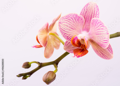 The branch of orchids on a white background. Seleсtive focus