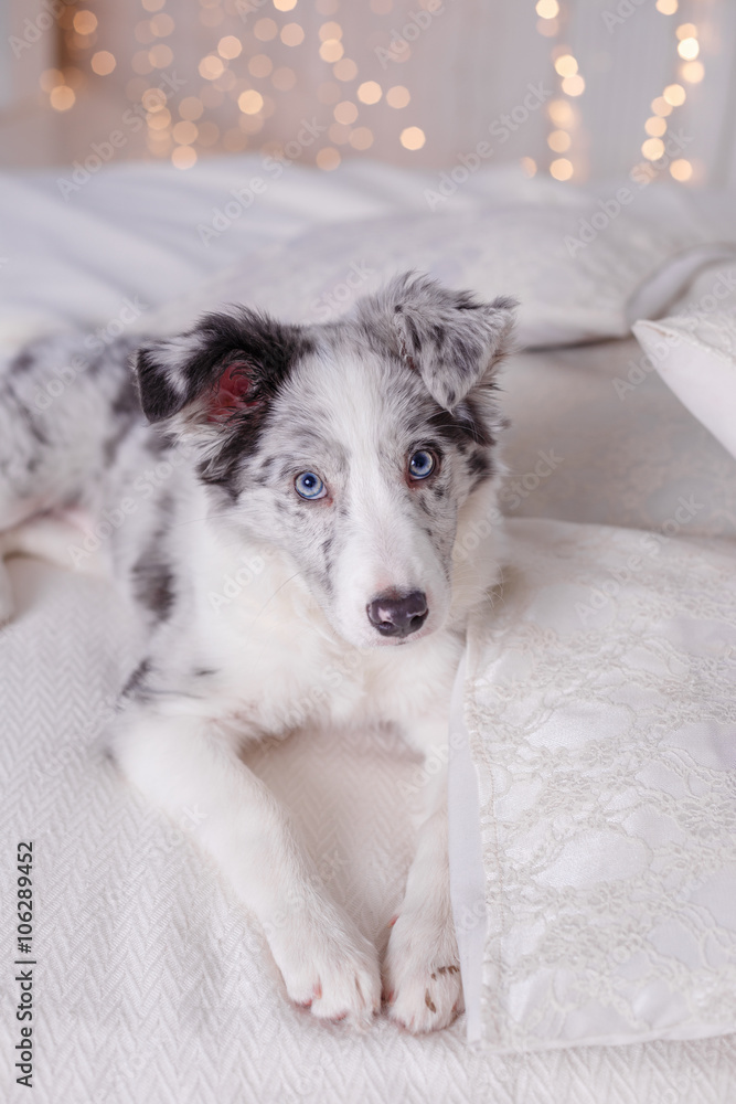 Fototapeta premium Australian Shepherd (Aussie ), 3 months old