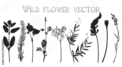 Set silhouettes of wild flowers vector