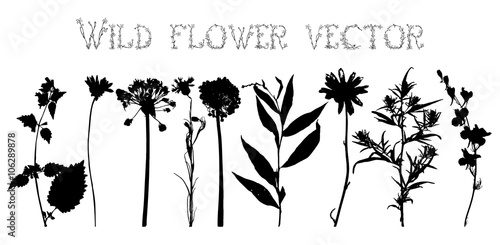 Set silhouettes of wild flowers vector