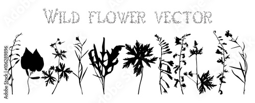 Set silhouettes of wild flowers vector