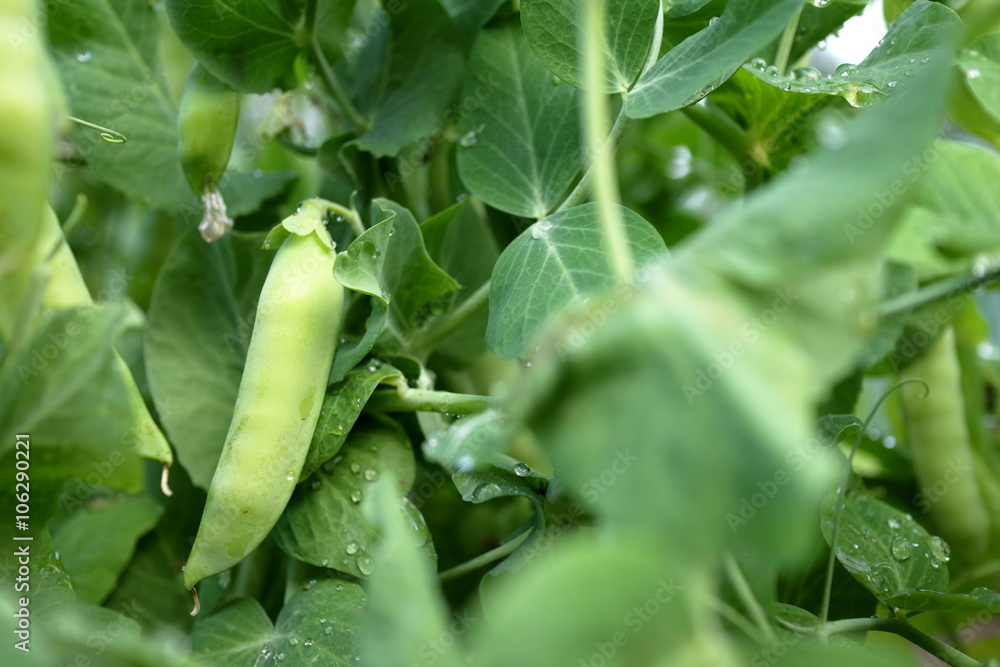 garden pea