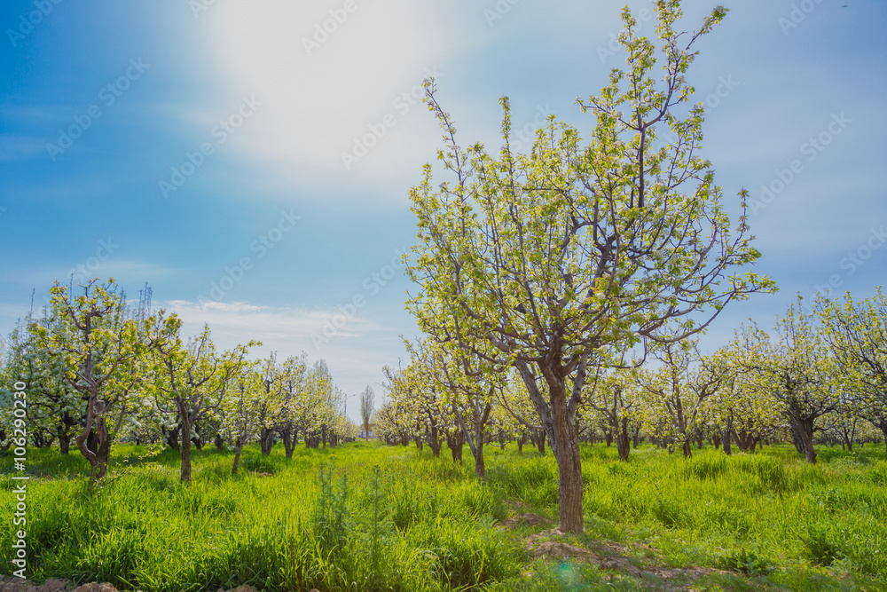 blooming apple tree in spring