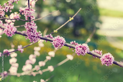 Vintage blossoming  branch