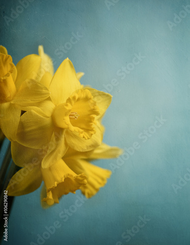 Narcissus
