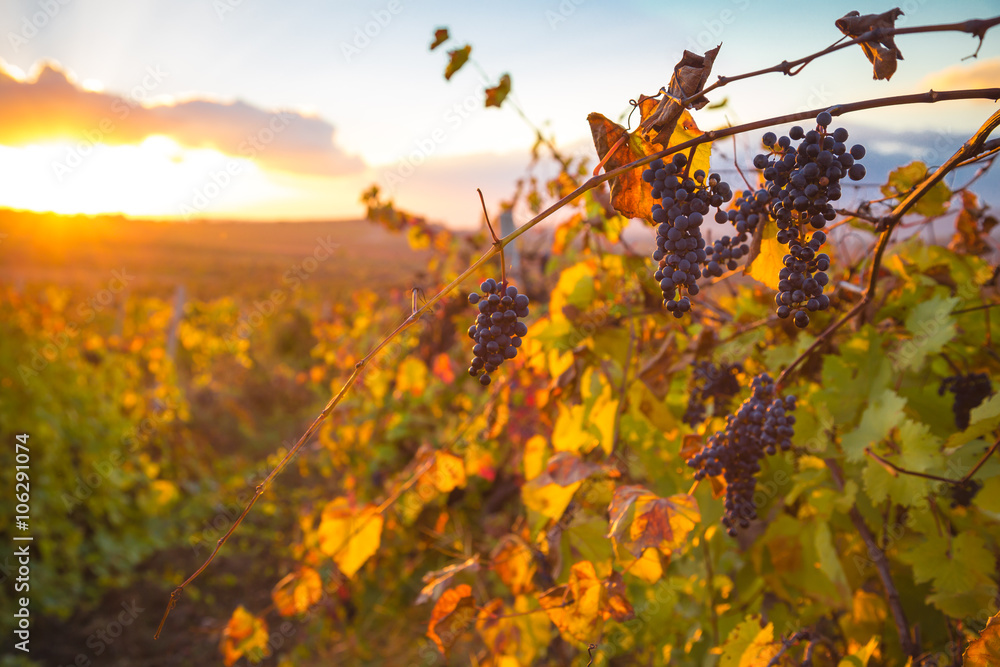 Gorgeous sunset over beautiful green vines Gorgeous sunset over beautiful green vines
