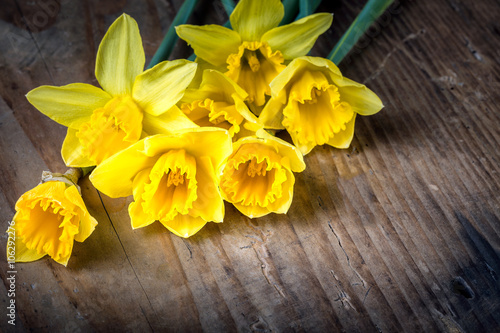 Fototapeta Naklejka Na Ścianę i Meble -  Bunch of yellow daffodils with blossom