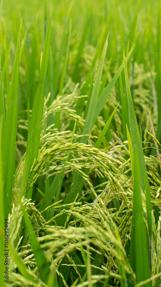 Obraz premium Rice on the field closeup.