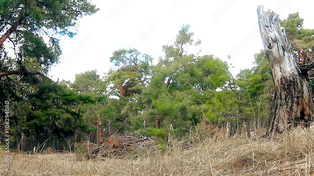 wild pine forest dry stump landscape motion nature wild pine forest dry stump landscape motion nature