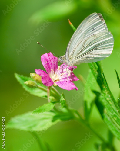 The large white butterfly (Pieris brassicae) on the flower hairy willow-herb (Epilobium hirsutum)