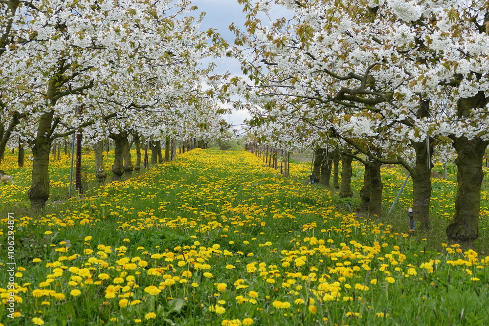 Fototapeta premium Kirschbäume Altes Land